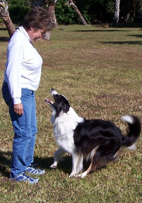 Pet Parade BLOG: Trick to training – what motivates your pet?