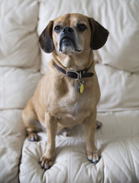 BONZ: Bonzo meets Pugsley, the well-traveled Puggle