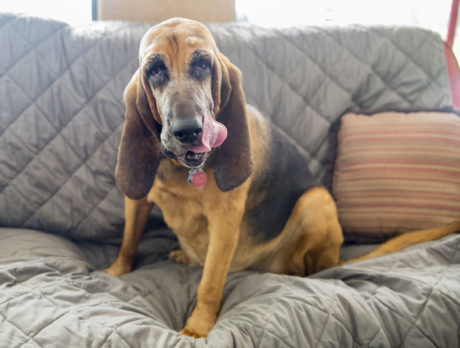 BONZ: A bloodhound with a championship drool