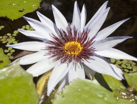 Waterlily Celebration