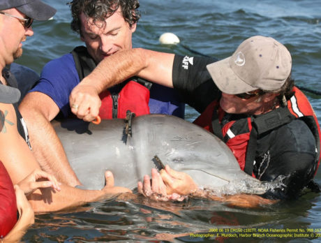 Marine mammal rescue program near collapse