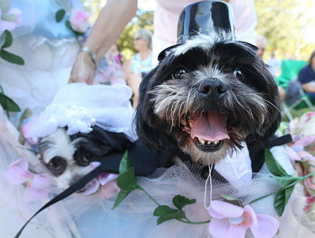 Costumed canines caper at Howl-O-Ween Pawrade