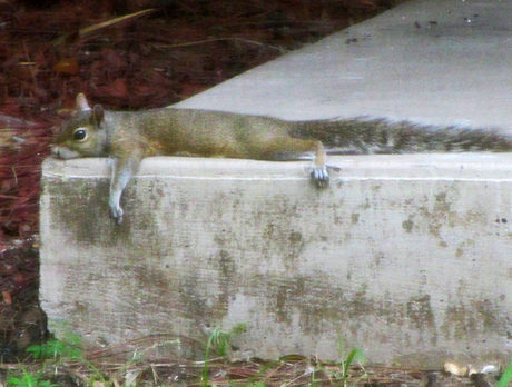 RANDOM PIXELS: So hot even the squirrels are taking it easy