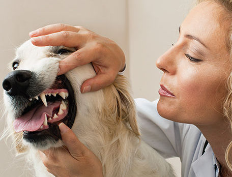 Solving Pets’ Oral Health Needs