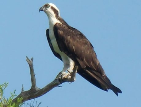 Nature enthusiasts get final chance for Blue Cypress excursions