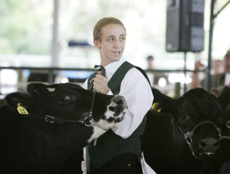 4-H Youth Steer Show