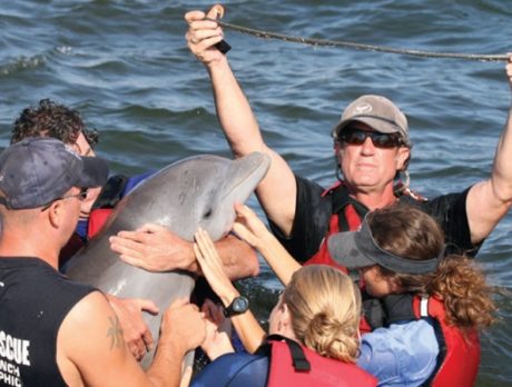 Meet Stephen McCulloch: Rescuing wild bottlenose dolphins