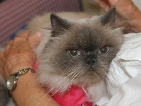 Animal Blessing at Humane Society