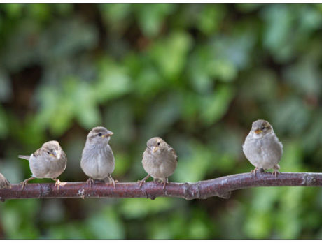 ON FAITH: On sparrows and facing up to our fears