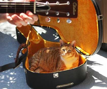 CAMERA: Random Pixels – Guitar kitty