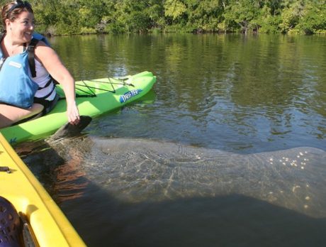 Up close and personal with manatees