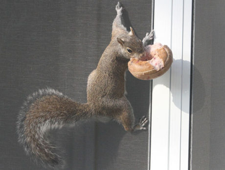CAMERA: Bad squirrel, no carbs!