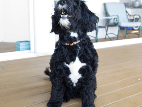 BONZ: Bonzo yaps with Portuguese Water Dog