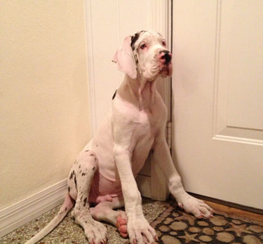 BONZO: Charles, the deaf Dane, is great at sign language