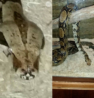 10 foot snake goes missing in Sebastian area, feared stolen