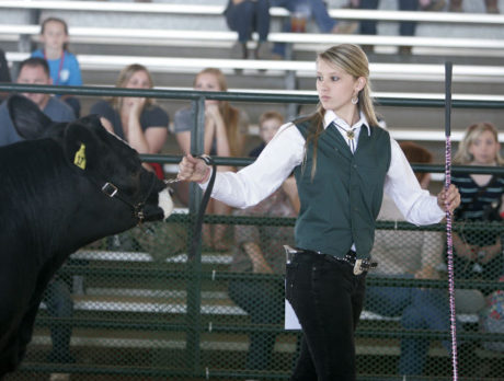 Steer Show