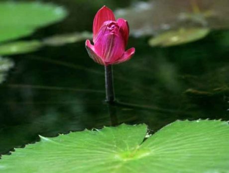 Waterlily Celebration