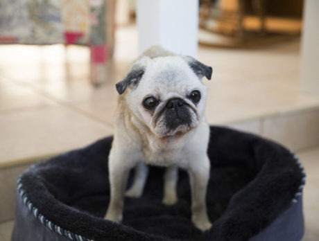 BONZ: Bonz says old Miss Pugsy is still lovin’ life