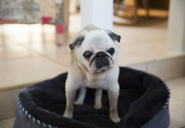 BONZ: Bonz says old Miss Pugsy is still lovin’ life