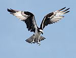 Osprey lecture at Vero Beach Elks Lodge Oct. 27