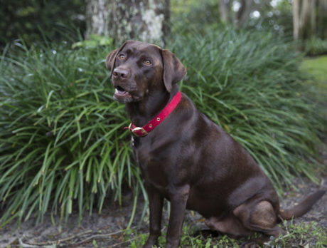 BONZ: Bonzo meets a costume-loving Chocolate Lab