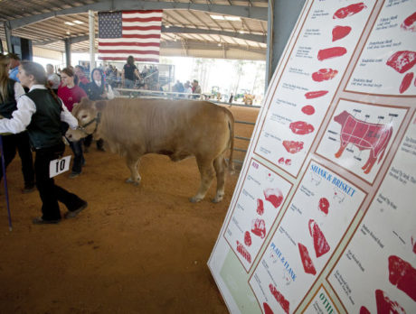 Steer Show