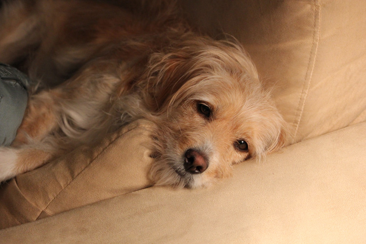 Bonz meets Tucker, who writes pawsome dog ‘tails’