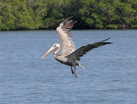 Commissioners ‘smell a rat’ in Indian River Lagoon program
