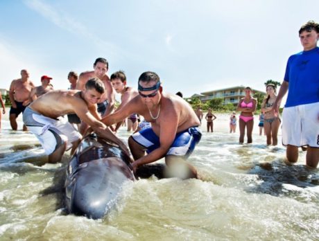 22 whales on beach at Avalon State Park, Harbor Branch on scene