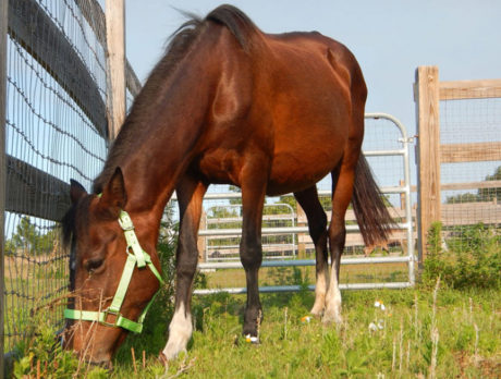 Humane Society rescues 2 underweight horses