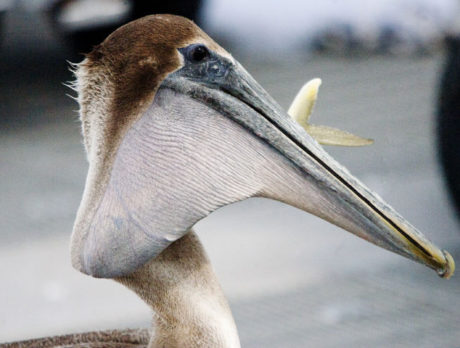 A mouthful of fish