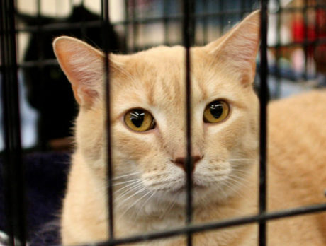 HALO, Petco mark 200th adoption with more kitty adoptions