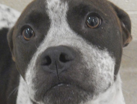 Meet Willow – Humane Society’s Pet of the Week