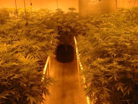 70 pot plants seized from County marijuana grow house