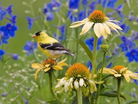 How to Spruce Up Your Garden with Bird Safety in Mind