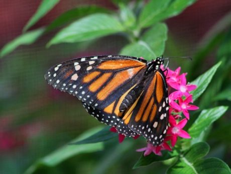 New butterfly house opens with a flutter