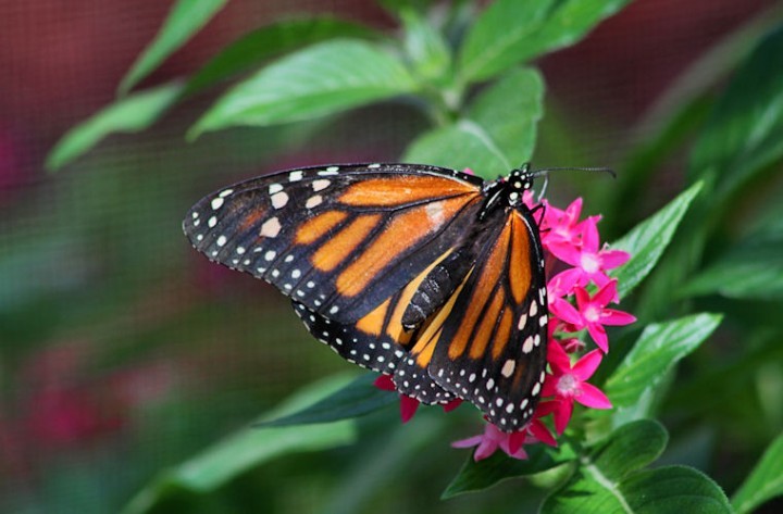 Butterfly house at LaPorte Farms