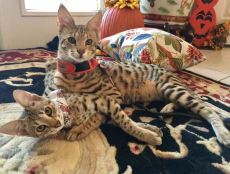 BONZ: Bonz says Savannah cat sibs are a purr-fect pair