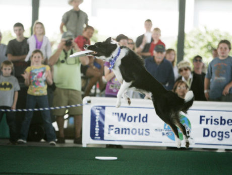 Frisbee Dog Performance