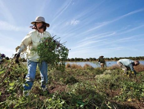 Pelican Island Wildlife Refuge in need of volunteers