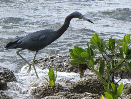 Taking a windy stroll on the banks of Memorial Island