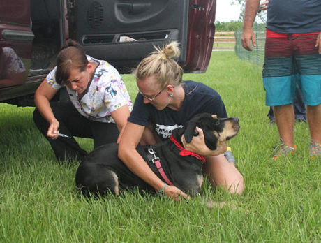 Vaccinations at Humane Society