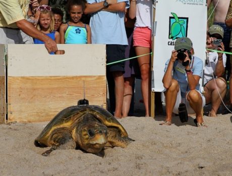 Tour de Turtles goes the distance for endangered species