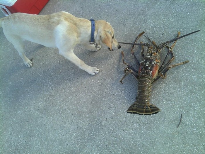 Lobster mini-season