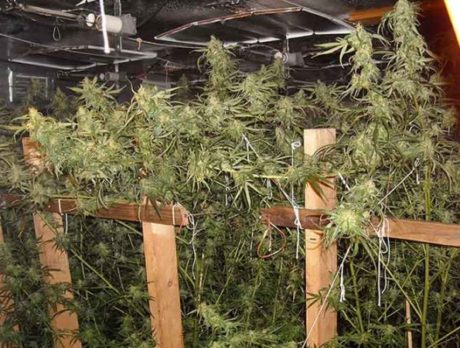 Arrests pending after grow house found in Vero Lake Estates