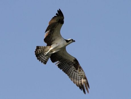 Osprey eyes his next meal