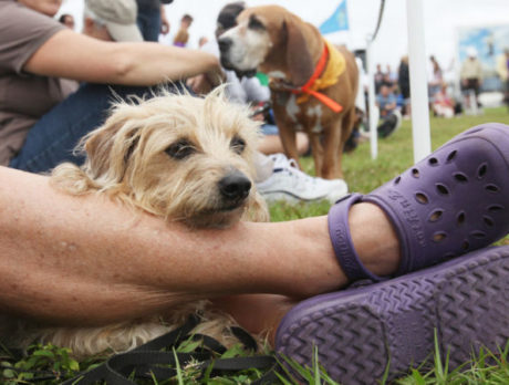 Bark in the Park