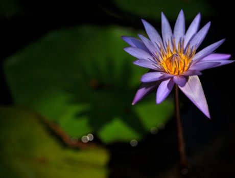 Waterlilies to set McKee Gardens abloom during 8th annual celebration