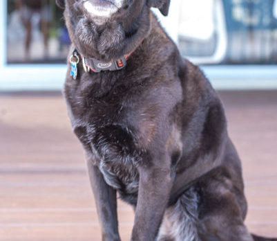BONZ: How Blackberry, a hospice dog, became Bailey