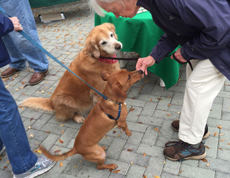 BONZ: Bonzo attends the annual Sea Oaks Dog Walk